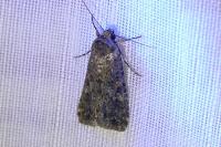 Spodoptera exigua