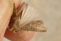 Hoplodrina ambigua