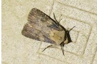 Agrotis puta
