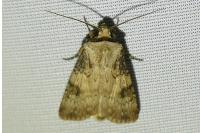 Agrotis puta
