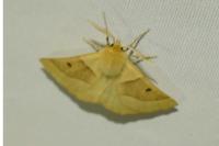 Crocallis elinguaria