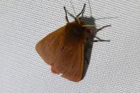 Phragmatobia fuliginosa