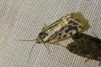Emmelia trabealis