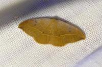 Watsonalla binaria