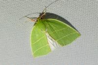 Bena bicolorana