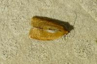 Clepsis consimilana
