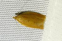 Clepsis consimilana
