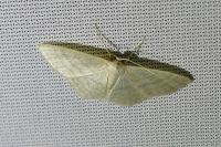 Idaea subsericeata