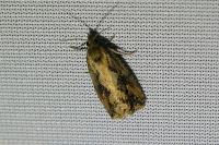 Endothenia quadrimaculana