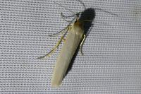 Eilema caniola