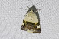Acontia lucida