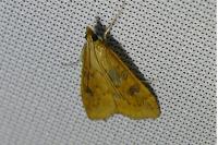 Udea ferrugalis
