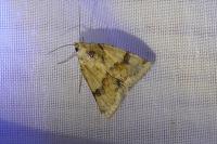 Heliothis viriplaca