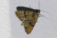 Mesoligia furuncula