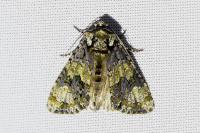 Craniophora ligustri