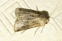 Agrotis bigramma