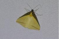 Rhodometra sacraria