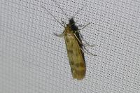 Homoeosoma sinuella