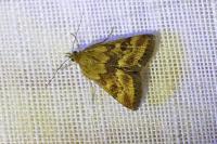Pyrausta despicata