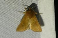 Mythimna albipuncta