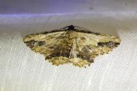 Menophra abruptaria