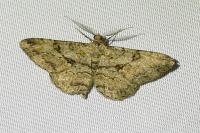 Peribatodes rhomboidaria