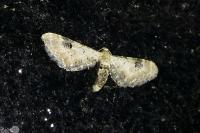 Eupithecia centaureata