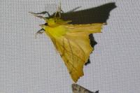 Ennomos alniaria