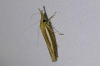 Agriphila tristella