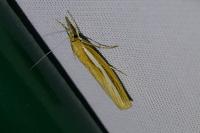 Agriphila tristella