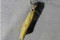 Agriphila inquinatella