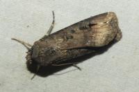Agrotis ipsilon