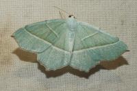 Campaea margaritaria