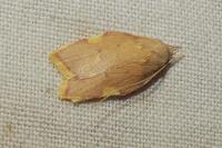Carcina quercana
