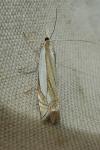 Crambus pascuella