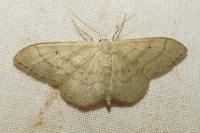 Idaea straminata