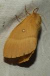 Lasiocampa quercus