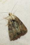 Mesoligia furuncula