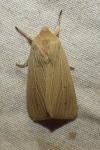 Mythimna pallens