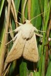 Mythimna vitellina