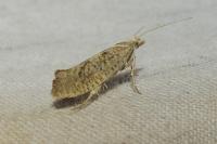 Ypsolopha alpella