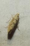Ypsolopha alpella