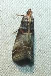 Acrobasis advenella
