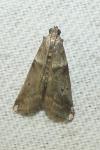Acrobasis consociella