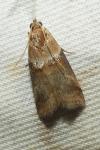 Acrobasis tumidana