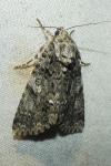 Acronicta rumicis