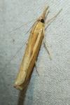 Agriphila tristella