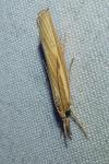 Agriphila tristella