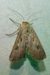 Agrotis exclamationis