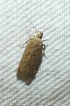 Bryotropha